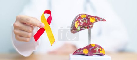 Photo for Doctor with Red and Yellow ribbon and human Liver anatomy model. World hepatitis day, 28 July, Liver cancer awareness month, Jaundice, Cirrhosis, Failure, Enlarged, Hepatic Encephalopathy and Health - Royalty Free Image
