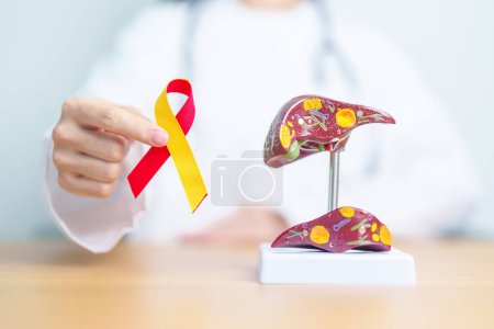 Doctor con cinta roja y amarilla y modelo de anatomía hepática humana. Día Mundial de la hepatitis, 28 de julio, mes de la concienciación sobre el cáncer de hígado, ictericia, cirrosis, fallo, agrandamiento, encefalopatía hepática y salud