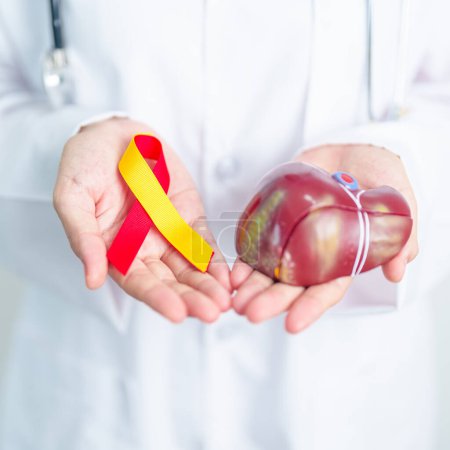 Photo for Doctor with Red and Yellow ribbon and human Liver anatomy model. World hepatitis day, 28 July, Liver cancer awareness month, Jaundice, Cirrhosis, Failure, Enlarged, Hepatic Encephalopathy and Health - Royalty Free Image