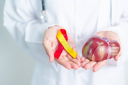 Arzt mit rotem und gelbem Band und menschlichem Leberanatomiemodell. Welt-Hepatitis-Tag, 28. Juli, Monat des Bewusstseins für Leberkrebs, Gelbsucht, Zirrhose, Versagen, Vergrößerung, Leberenzephalopathie und Gesundheit