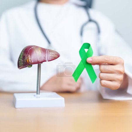 Photo for Doctor with green ribbon and human Liver anatomy model. Liver cancer October awareness month, Tumor, Jaundice, Virus Hepatitis, Cirrhosis, Failure, Enlarged, Hepatic Encephalopathy, and health concept - Royalty Free Image