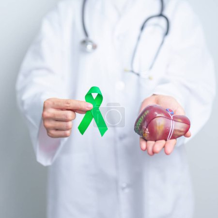 Photo for Doctor with green ribbon and human Liver anatomy model. Liver cancer October awareness month, Tumor, Jaundice, Virus Hepatitis, Cirrhosis, Failure, Enlarged, Hepatic Encephalopathy, and health concept - Royalty Free Image