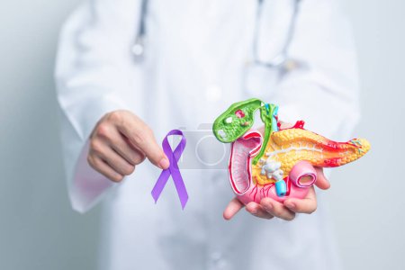 Doctor holding Purple ribbon with human Pancreas model for support Pancreatic cancer November awareness month, Pancreatitis, Digestive system, World Cancer day and Health concept