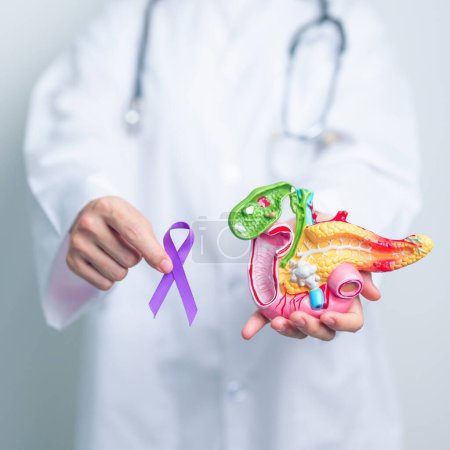 Téléchargez les photos : Médecin tenant un ruban violet avec modèle de pancréas humain pour le soutien Cancer du pancréas Novembre mois de sensibilisation, pancréatite, système digestif, Journée mondiale du cancer et concept de santé - en image libre de droit