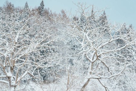 Photo for White snow on a tree branches on a frosty winter day. Natural background and winter season concept - Royalty Free Image