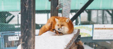 Photo for Cute fox on snow in winter season at Zao fox village, Miyagi prefecture, Japan. landmark and popular for tourists attraction near Sendai, Tohoku region, Japan. Travel and Vacation concept - Royalty Free Image