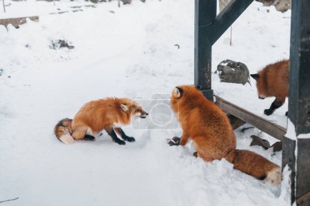 Photo for Cute fox on snow in winter season at Zao fox village, Miyagi prefecture, Japan. landmark and popular for tourists attraction near Sendai, Tohoku region, Japan. Travel and Vacation concept - Royalty Free Image