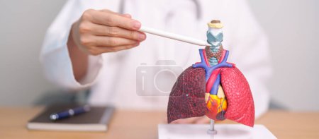 Doctor point Thyroid and Cricoid of Respiratory system anatomy for Diseases. Lung Cancer, Asthma, Chronic Obstructive Pulmonary, Bronchitis, Emphysema, Cystic Fibrosis, Bronchiectasis and Pneumonia