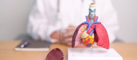 Photo for Doctor with heart Cardiovascular and Respiratory anatomy for Disease. Lung Cancer, Asthma, Chronic Obstructive Pulmonary or COPD, Bronchitis, Emphysema, Cystic Fibrosis, Bronchiectasis, Pneumonia - Royalty Free Image