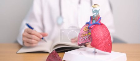 Photo for Doctor with Smoker and normal Lung anatomy for Disease. Lung Cancer, Asthma, Chronic Obstructive Pulmonary or COPD, Bronchitis, Emphysema, Cystic Fibrosis, Bronchiectasis, Pneumonia and world Lung day - Royalty Free Image