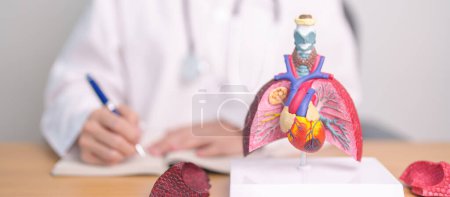 Photo for Doctor with heart Cardiovascular and Respiratory anatomy for Disease. Lung Cancer, Asthma, Chronic Obstructive Pulmonary or COPD, Bronchitis, Emphysema, Cystic Fibrosis, Bronchiectasis, Pneumonia - Royalty Free Image