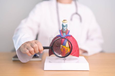 Doctor with Cardiovascular and Respiratory anatomy with magnifying glass. Lung Cancer, Asthma, Chronic Obstructive Pulmonary or COPD, Bronchitis, Emphysema, Cystic Fibrosis, Bronchiectasis, Pneumonia