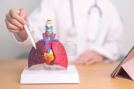 Doctor point Smoker Anatomía pulmonar para la enfermedad. Cáncer de pulmón, asma, pulmonar obstructiva crónica o EPOC, bronquitis, enfisema, fibrosis quística, bronquiectasias, neumonía y septiembre Día de los pulmones
