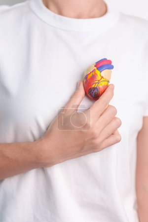 Woman holding human Heart model. Cardiovascular Diseases, Atherosclerosis, Hypertensive Heart, Valvular Heart, Aortopulmonary window, world Heart day and health concept