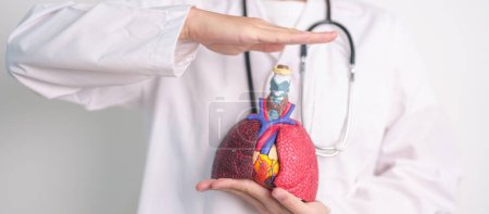 Photo for Hand cover Respiratory and Cardiovascular system anatomy. Lung Cancer, Asthma, Chronic Obstructive Pulmonary or COPD, Bronchitis, Emphysema, Cystic Fibrosis, Bronchiectasis, Pneumonia.Health Insurance - Royalty Free Image
