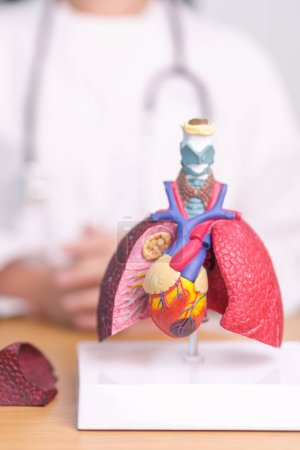 Doctor with heart Cardiovascular and Respiratory anatomy for Disease. Lung Cancer, Asthma, Chronic Obstructive Pulmonary or COPD, Bronchitis, Emphysema, Cystic Fibrosis, Bronchiectasis, Pneumonia