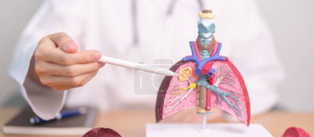 Photo for Doctor with Smoker and normal Lung anatomy for Disease. Lung Cancer, Asthma, Chronic Obstructive Pulmonary or COPD, Bronchitis, Emphysema, Cystic Fibrosis, Bronchiectasis, Pneumonia and world Lung day - Royalty Free Image