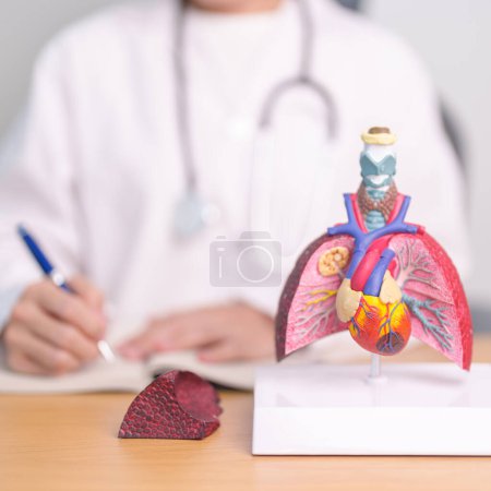 Médecin avec coeur Anatomie cardiovasculaire et respiratoire pour la maladie. Cancer du poumon, asthme, bronchopneumopathie chronique obstructive ou BPCO, bronchite, emphysème, fibrose kystique, bronchiectasie, pneumonie
