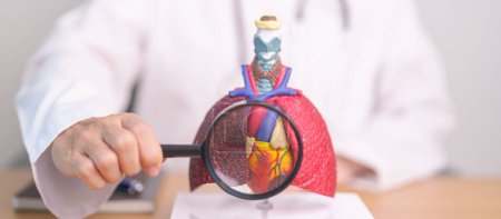 Doctor with Cardiovascular and Respiratory anatomy with magnifying glass. Lung Cancer, Asthma, Chronic Obstructive Pulmonary or COPD, Bronchitis, Emphysema, Cystic Fibrosis, Bronchiectasis, Pneumonia