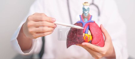 Photo for Doctor point heart Cardiovascular and Respiratory anatomy for Disease. Lung Cancer, Asthma, Chronic Obstructive Pulmonary or COPD, Bronchitis, Emphysema, Cystic Fibrosis, Bronchiectasis, Pneumonia - Royalty Free Image