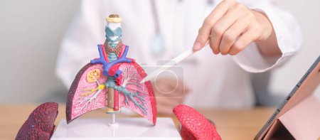 Doctor with Smoker and normal Lung anatomy for Disease. Lung Cancer, Asthma, Chronic Obstructive Pulmonary or COPD, Bronchitis, Emphysema, Cystic Fibrosis, Bronchiectasis, Pneumonia and world Lung day