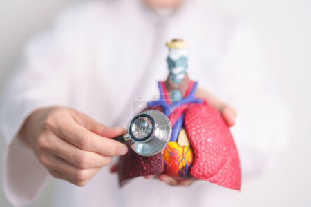 Hand hold Respiratory and Cardiovascular anatomy with stethoscope. Lung Cancer, Asthma, Chronic Obstructive Pulmonary or COPD, Bronchitis, Emphysema, Cystic Fibrosis, Bronchiectasis, Pneumonia.