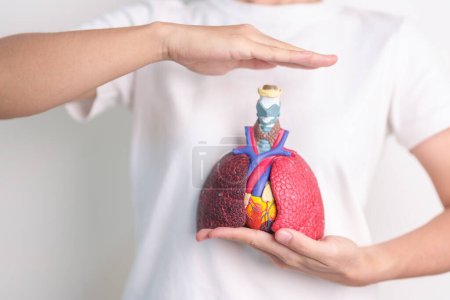 Handbezug Anatomie der Atemwege und des Herz-Kreislauf-Systems. Lungenkrebs, Asthma, chronisch obstruktive Lungen- oder COPD, Bronchitis, Emphysem, Mukoviszidose, Bronchiektasen, Lungenentzündung. Krankenversicherung