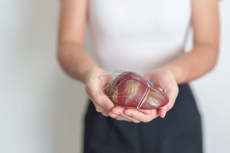 Woman holding human Liver anatomy model. Liver cancer and Tumor, Jaundice, Viral Hepatitis A, B, C, D, E, Cirrhosis, Failure, Enlarged, Hepatic Encephalopathy, Ascites Fluid in Belly and health