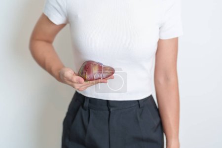 Photo for Woman holding human Liver anatomy model. Liver cancer and Tumor, Jaundice, Viral Hepatitis A, B, C, D, E, Cirrhosis, Failure, Enlarged, Hepatic Encephalopathy, Ascites Fluid in Belly and health - Royalty Free Image