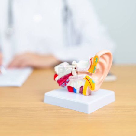 Photo for Doctor with human Ear anatomy model. Ear disease, Atresia, Otitis Media, Pertorated Eardrum, Meniere syndrome, otolaryngologist, Ageing Hearing Loss, Schwannoma and Health - Royalty Free Image
