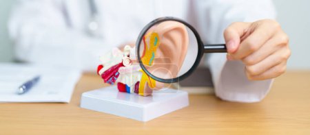 Photo for Doctor with human Ear anatomy model with magnifying glass. Ear disease, Atresia, Otitis Media, Pertorated Eardrum, Meniere syndrome, otolaryngologist, Ageing Hearing Loss, Schwannoma and Health - Royalty Free Image
