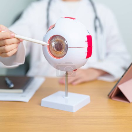 Arzt mit anatomischem Modell des menschlichen Auges mit Lupe. Augenkrankheiten, Brechungsfehler, altersbedingte Makuladegeneration, Katarakt, diabetische Retinopathie, Glaukom, Amblyopie, Strabismus und Gesundheit