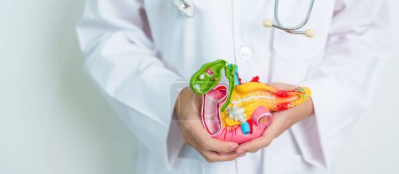 Doctor with human Pancreatitis anatomy model with Pancreas, Gallbladder, Bile Duct, Duodenum, Small intestine. Pancreatic cancer, Acute and Chronic pancreatitis,  Digestive system and Health concept