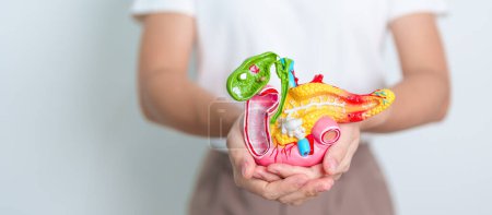 Photo for Woman holding human Pancreatitis anatomy model with Pancreas, Gallbladder, Bile Duct, Duodenum, Small intestine. Pancreatic cancer, Acute and Chronic pancreatitis,  Digestive system and Health concept - Royalty Free Image