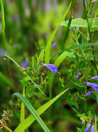 Foto de Scutellaria lateriflora or blue skullcap blue flowers with green leaves vertical - Imagen libre de derechos