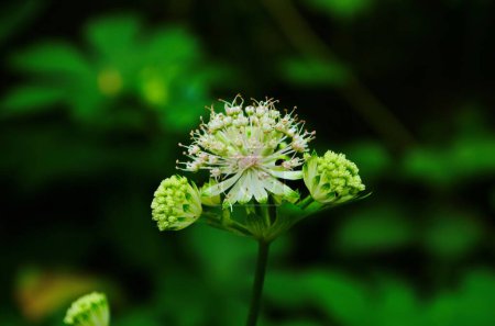 Téléchargez les photos : Astrantia major ssp. Involucrata, Apiaceae family. - en image libre de droit