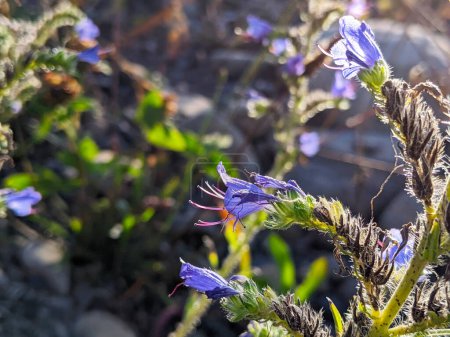 Téléchargez les photos : Echium vulgare connue sous le nom de viper's bugloss and blueweed flower on the field. - en image libre de droit