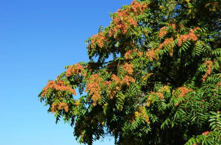 Foto de Ailanthus altissima, called tree of heaven in chinese, with brown red samaras - Imagen libre de derechos