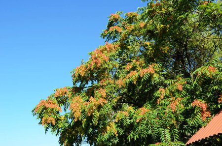 Foto de Ailanthus altissima, called tree of heaven in chinese, with brown red samaras - Imagen libre de derechos