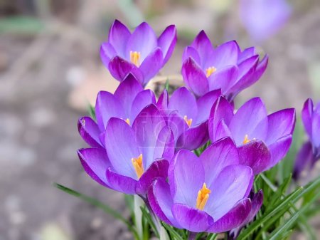 Schöne Frühlingshintergrund mit Nahaufnahme einer Gruppe von blühenden lila Krokusblüten auf einer Wiese: Hübsche Gruppe von lila Krokussen unter der hellen Sonne im Frühling, Europa.