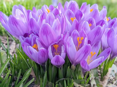Schöne Frühlingshintergrund mit Nahaufnahme einer Gruppe von blühenden lila Krokusblüten auf einer Wiese: Hübsche Gruppe von lila Krokussen unter der hellen Sonne im Frühling, Europa.