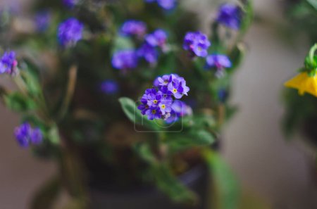 Téléchargez les photos : Belles et délicates petites fleurs bleues Myosotis fermer. Petite fleur bleue sauvage de Myosotis, en gros plan. Une belle petite fleur, Myosotis scorpioides - en image libre de droit