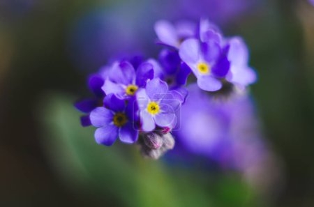 Téléchargez les photos : Belles et délicates petites fleurs bleues Myosotis fermer. Petite fleur bleue sauvage de Myosotis, en gros plan. Une belle petite fleur, Myosotis scorpioides - en image libre de droit