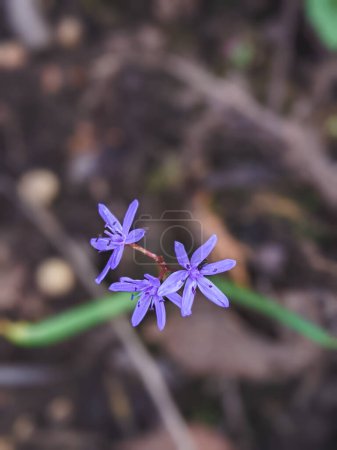 Photo for The flower is known as a Scilla monanthos or Scilla caucasica. Native to woodlands, subalpine meadows, and seashores throughout Europe, Africa and the Middle-East. - Royalty Free Image