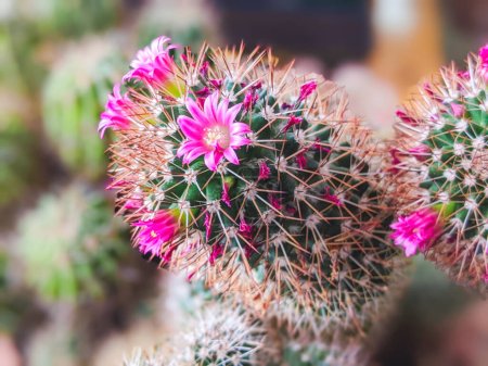 Foto de Detalle de cactus Mammillaria Zeilmanniana especies en plena floración. Flores en forma de estrella rosa, dispuestas en un anillo alrededor de la planta. - Imagen libre de derechos