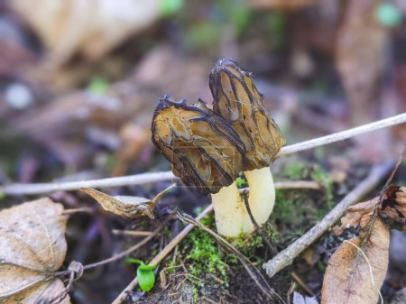 Téléchargez les photos : Morchella esculenta est une espèce de champignons de la famille des Morchellaceae. C'en est une - en image libre de droit