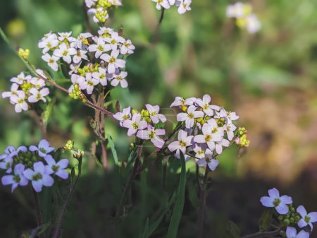 Photo for Cardamine pratensis, lady's smock flowering plant. - Royalty Free Image