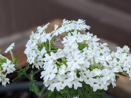 Foto de Elegancia pura: Verbena blanca Flores para tu fondo de pantalla - Imagen libre de derechos