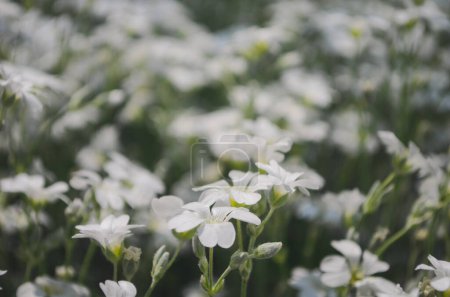 Photo for Plenty of white flowers of Cerastium tomentosum in mid May. CLose up - Royalty Free Image