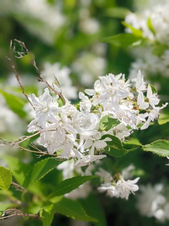 Photo for White flowers of Deutzia scabra or Fuzzy Deutzia, in the garden. - Royalty Free Image